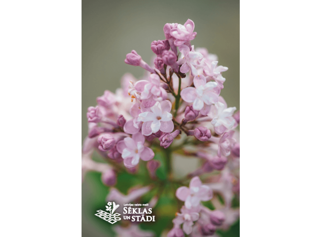 Syringa vulgaris   'Zemchyzina'